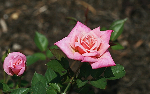First Roses: May 16