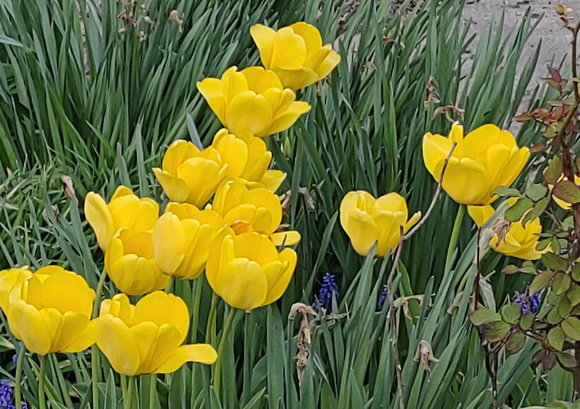 Tulips: April 19