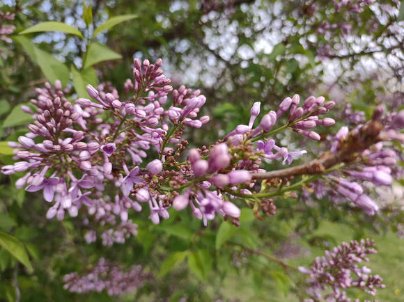 Lilac Time: April 23