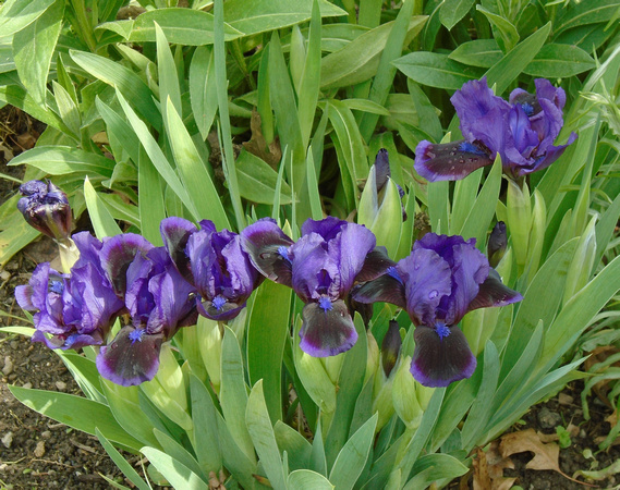 Mini-Irises: May 6