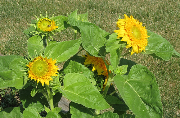 Sunflowers: Aug. 26