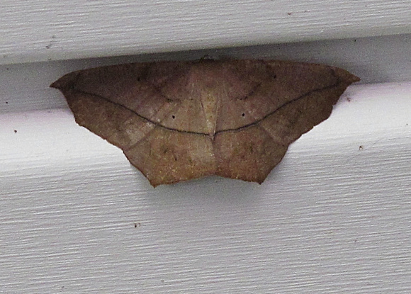 Mothra: Aug. 28