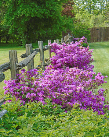 Flowery Fence: May 16