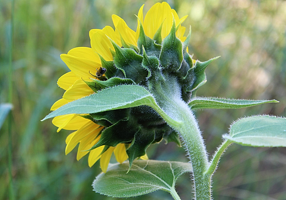 OUR Sunflower: Sept. 4