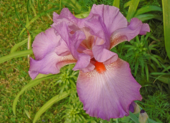 Another Iris: May 22