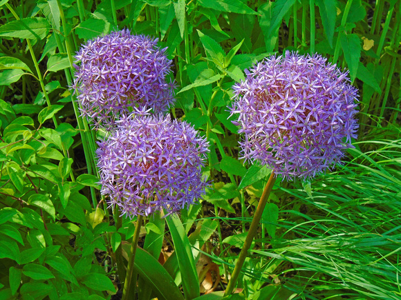 All the Allium: May 25