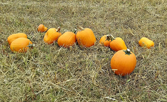 Pumpkin Patch: Oct. 4