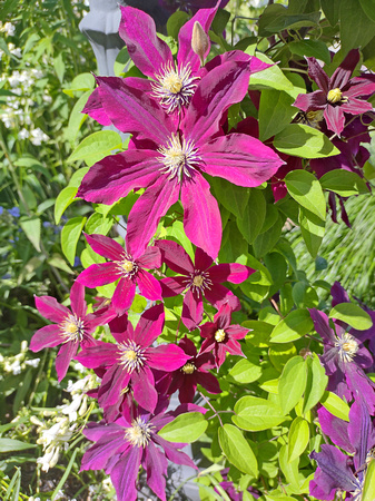 First Clematis: June 16