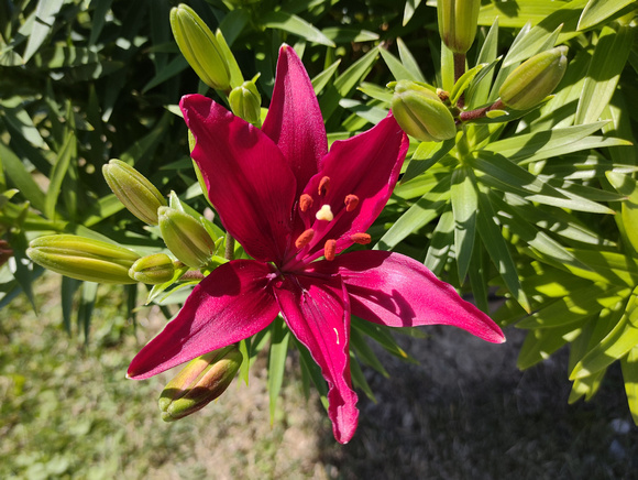 First Backyard Lily: June 17