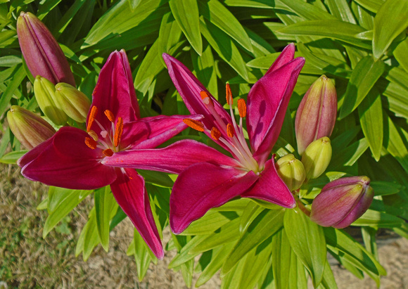 More Daylilies: June 20