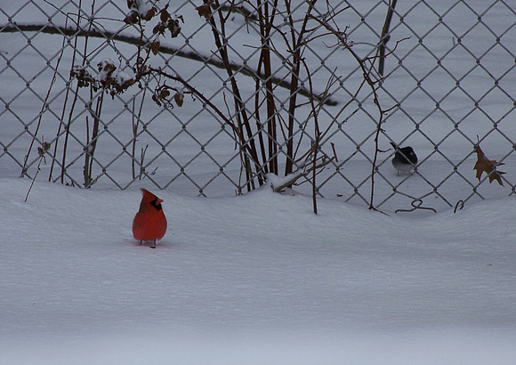 Cardinal Attraction: Feb. 7