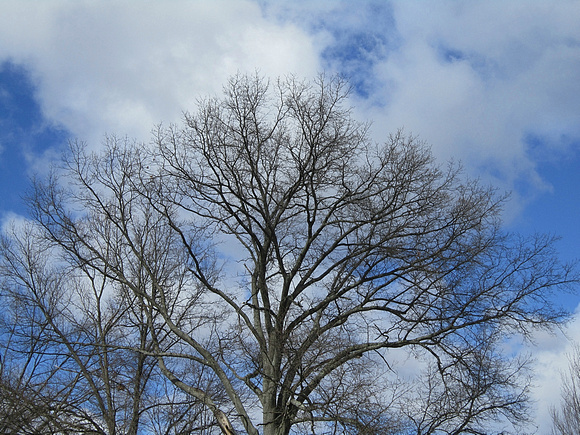 Blue Skies: March 2