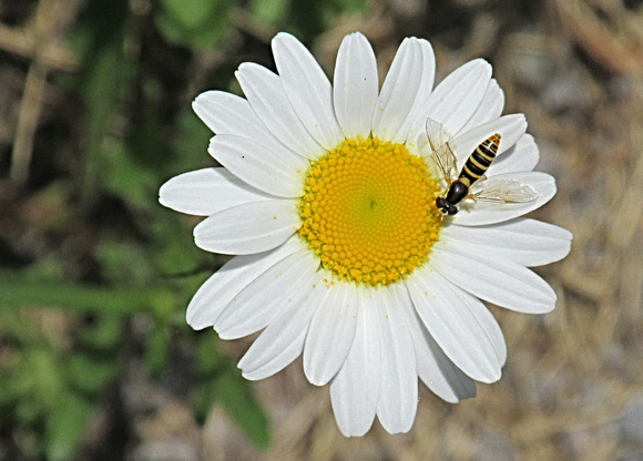 Bee Mine: June 6