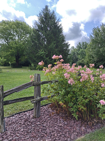 Flowered Fence: July 13