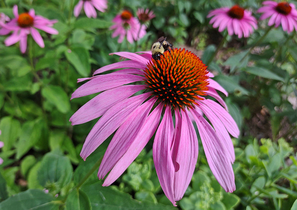 Bee Still: July 16