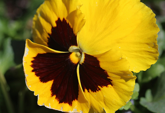 Picture Perfect Pansy: April 30