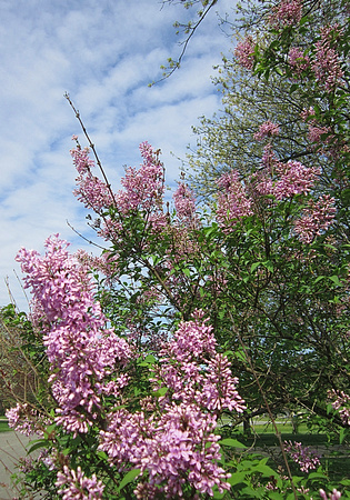 Lovely Lilacs: May 7