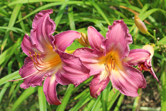 Lilies: July 23