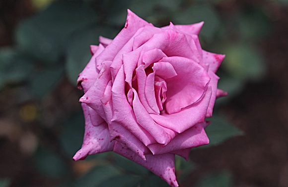 Rosy Rose: June 8