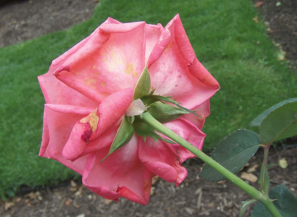Rose is a Rose: Sept. 9