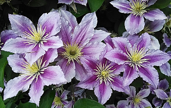 Colorful Clematis: June 20