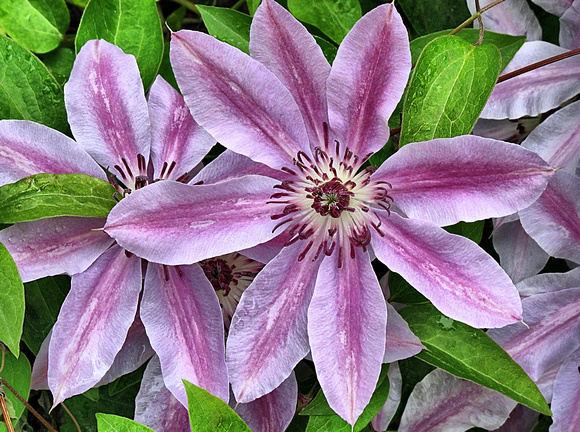 Neighboring Blooms: May 5