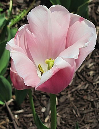 Another Tulip: May 8