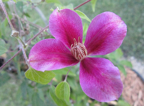 Baby Clematis: July 9
