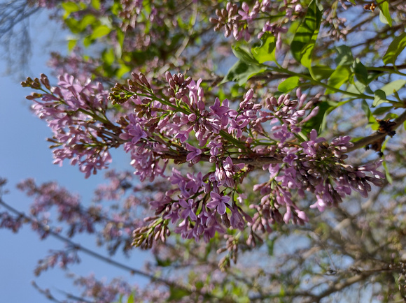 More Lilacs: April 28