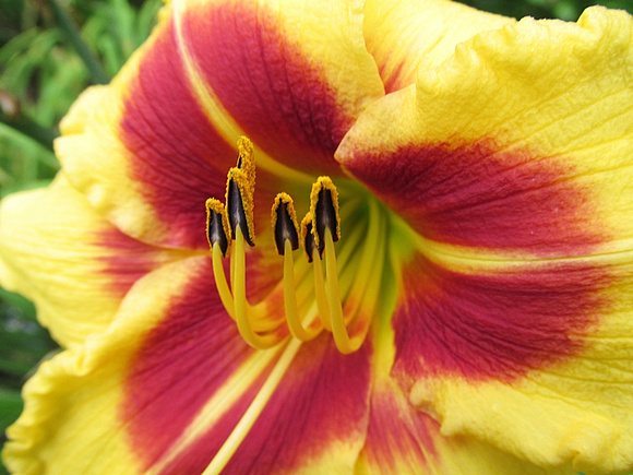 Bright Lily: July 31