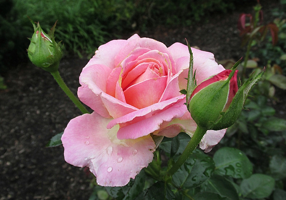 Rosy Rose: July 31