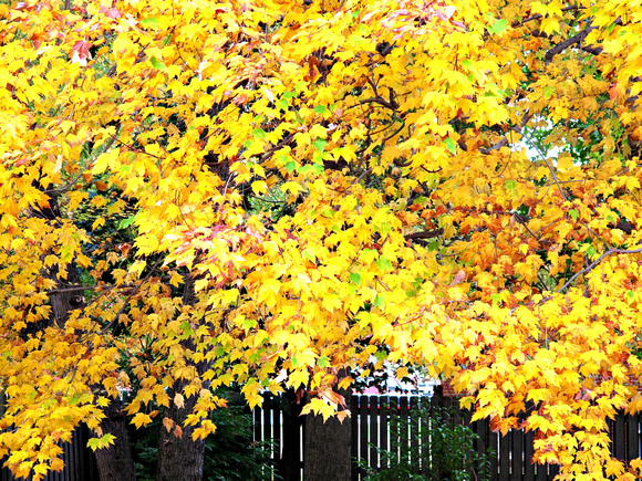 Back Yard Color: Oct. 14