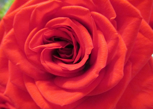 Rotary Rose: Aug. 10