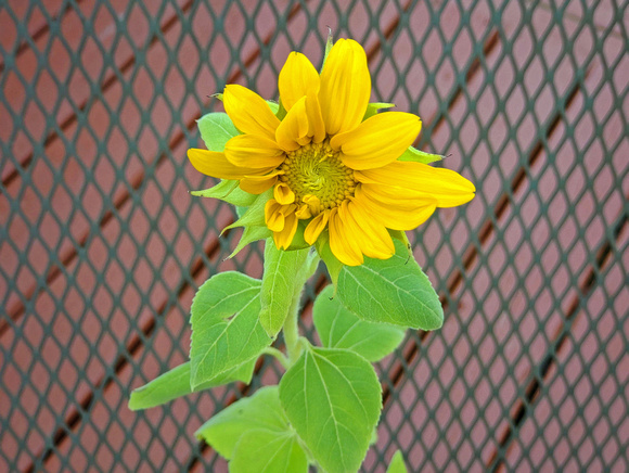 Sunflower Surprise: Aug. 26