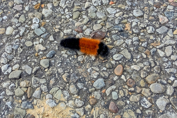 Fuzzy Wuzzy: Nov. 6