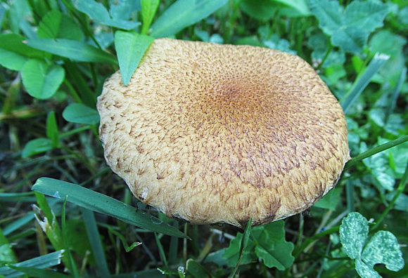 Real Fungi: Sept. 21