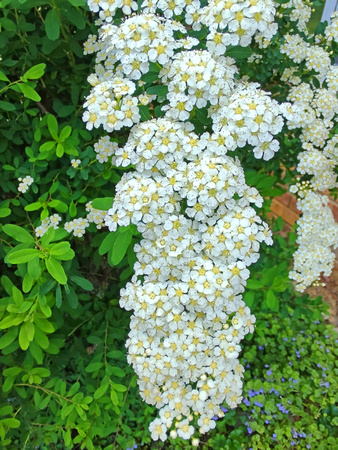 Spirea Time: May 28