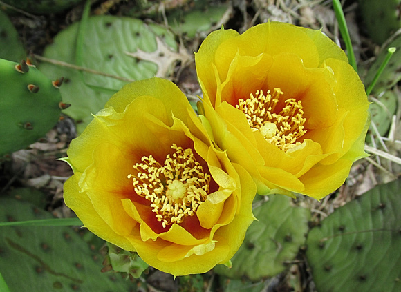 Cactus Flowers: June 25