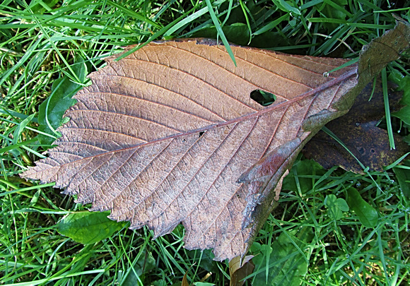 Holly Holey Leaf: Oct. 14