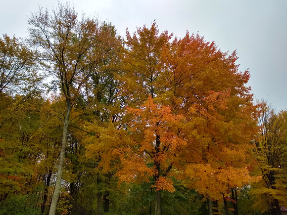 Autumn Splendor: Oct. 27