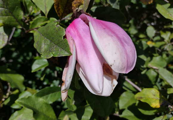 Another Magnolia: Sept. 16