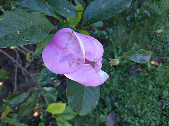 Another Magnolia: Sept. 19
