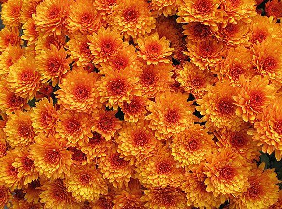 Mums the Word: Sept. 15