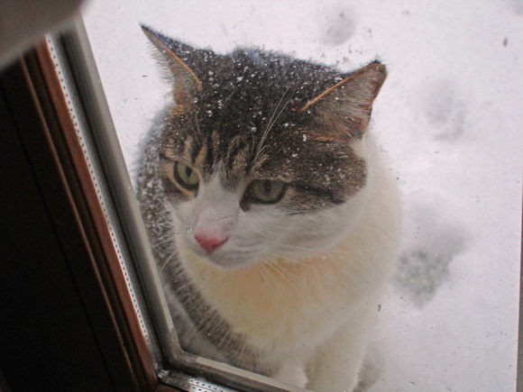 Please Let Me In!