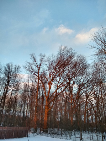 Red Trees in the Sunset: March 4