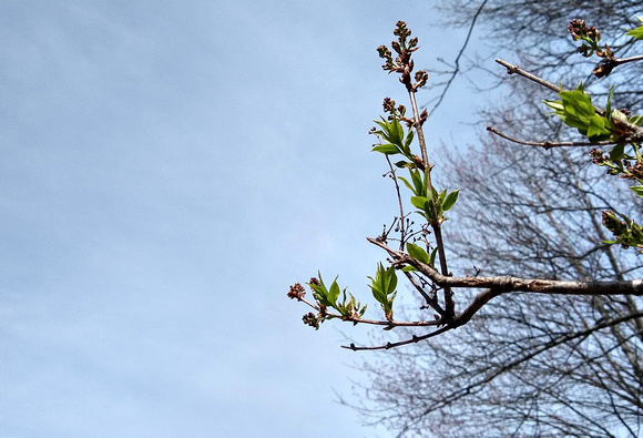 Lilacs in Waiting: April 13