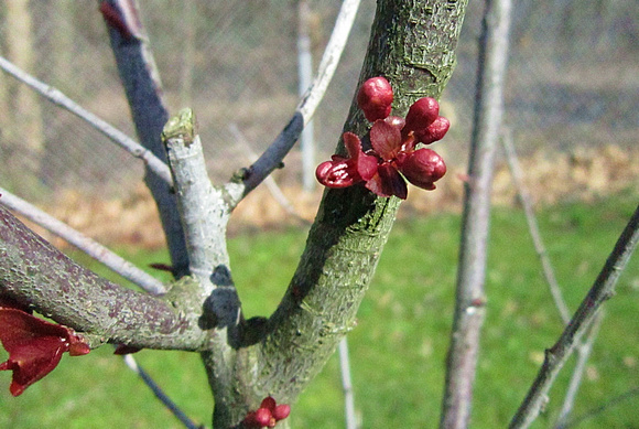 Plum Buds: April 14