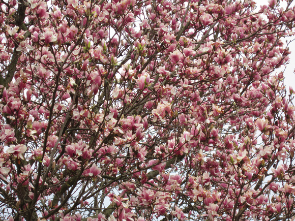 Magnificent Magnolias: April 16
