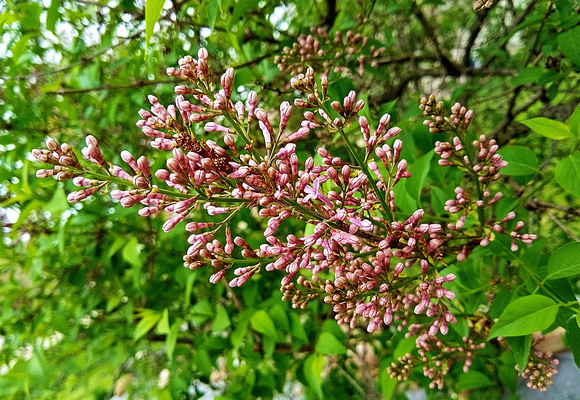 Lilacs in Waiting: April 25