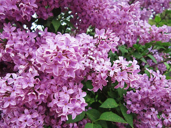 Lovely Lilacs: May 5